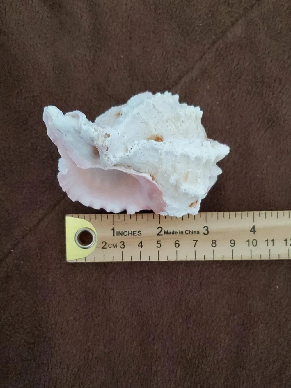 Natural Seashells Pink Murex Seashell Beach Coastal Decor Crafts Nautical